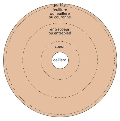 Nomenclature des zones de la meule